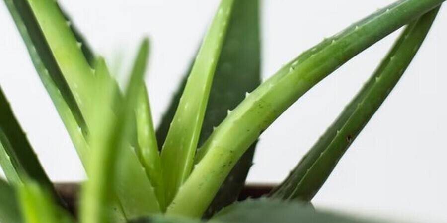 Benefits Of Using Aloe Vera For Skin Care & More