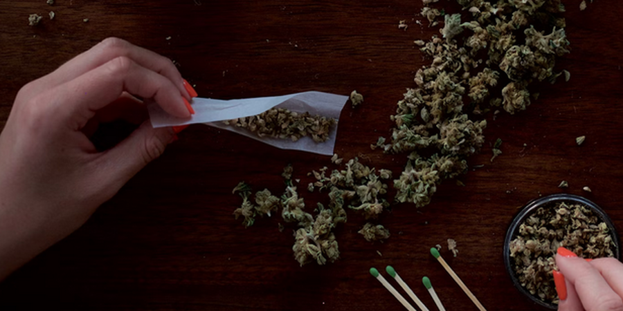 A Beginner's Journey Through Cannabis Cultivation