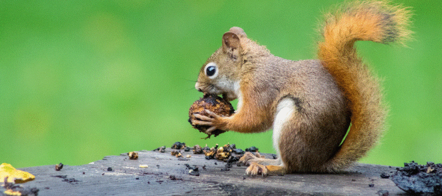 4 Common Philly Squirrel Attic Problems And How To Prevent It