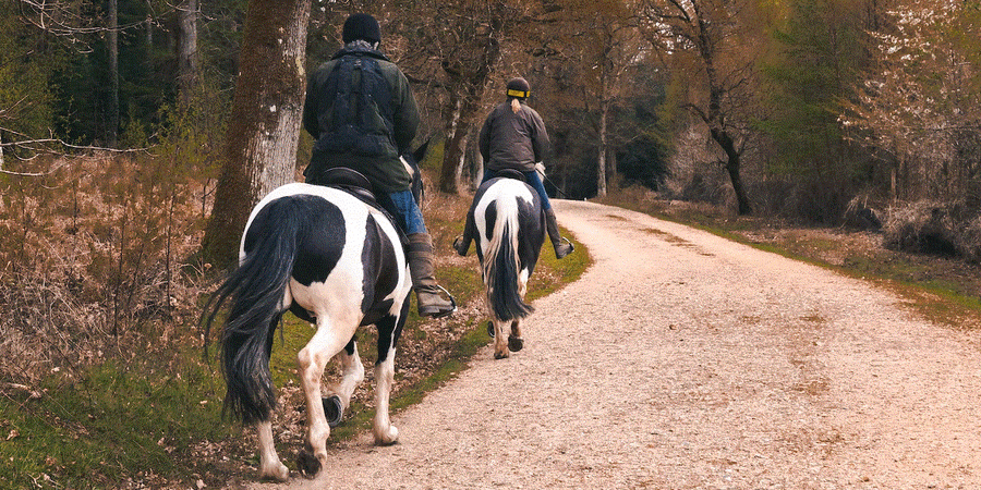 Where to Go Horseback Riding in New Jersey