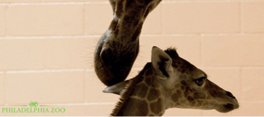  Meet Beau Philadelphia Zoo's New Baby Giraffe