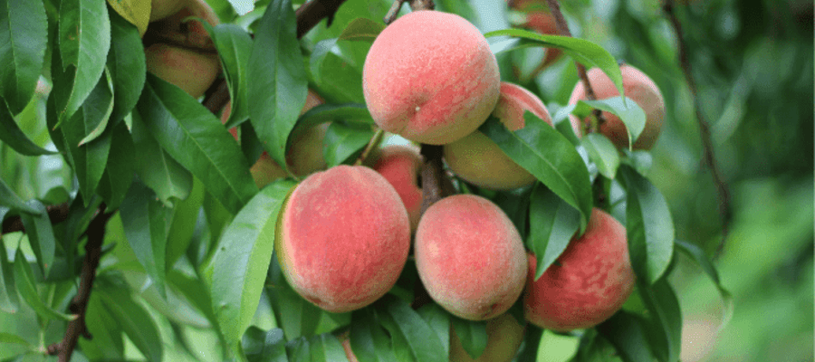 Peach Festival at Linvilla Orchards 