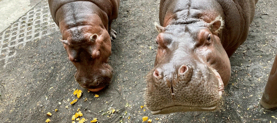 A Hippo Video at the Philadelphia Zoo Goes Viral on Instagram