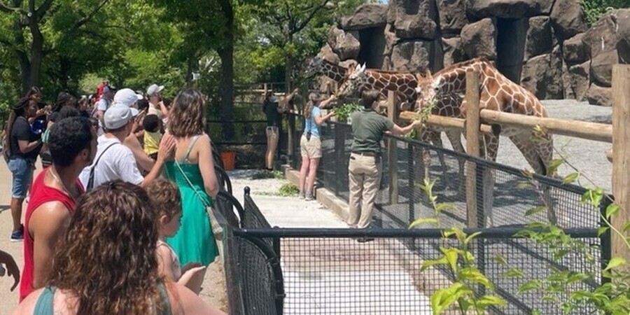 Feed The Giraffes At The Philadelphia Zoo