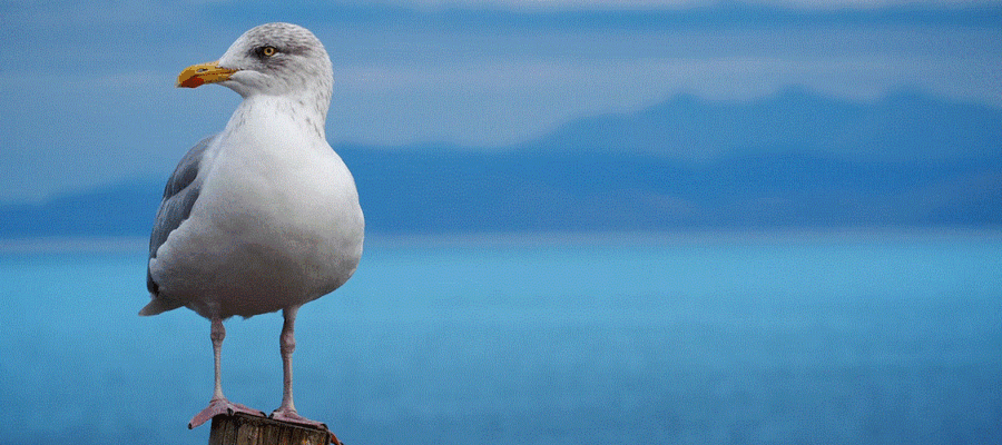 How to Avoid Seagulls From Eating Your Lunch on the Beach