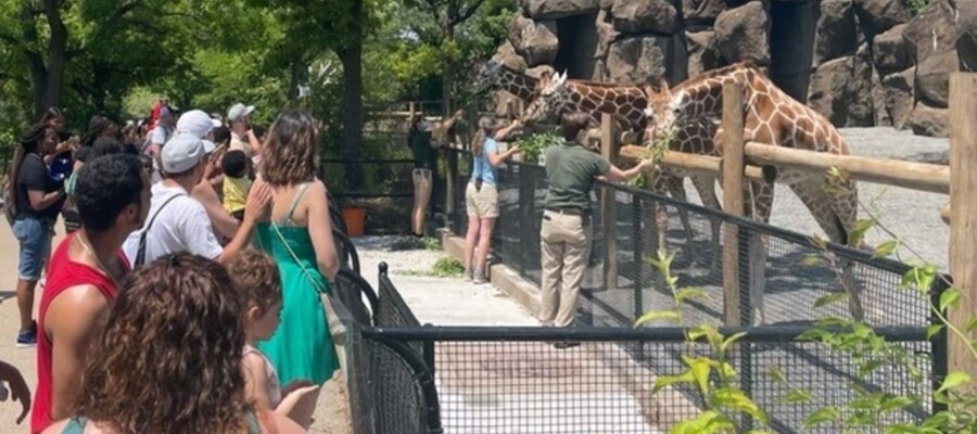 Feed The Giraffes At The Philadelphia Zoo