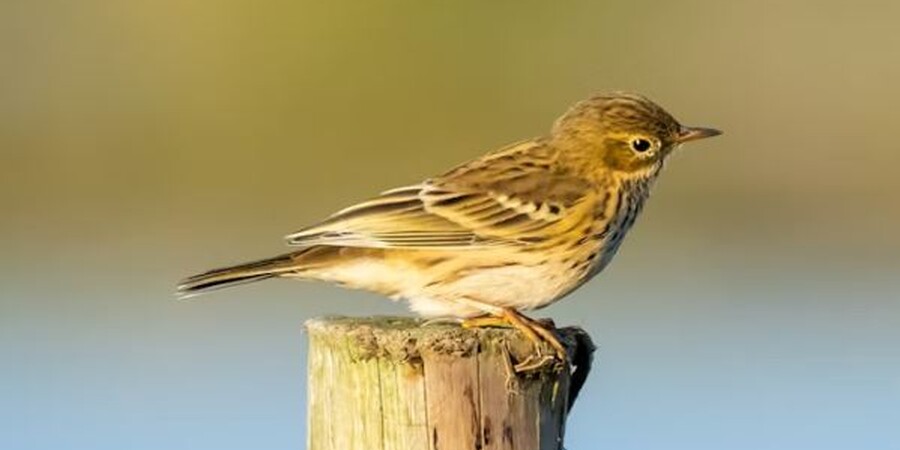 Pennsylvania's Best Bird Watching Hotspots