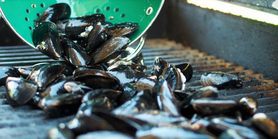 Steps for Grilling Mussels On A BBQ Grill