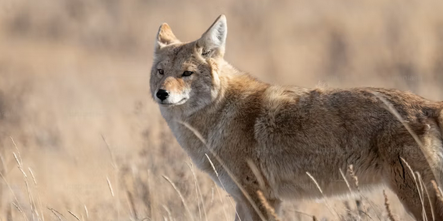 Pennsylvania Warning: "Brazen" Predator Spotted in Backyards