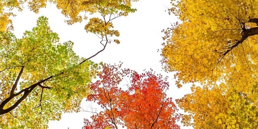 Best Spots to See Pennsylvania's Fall Foliage