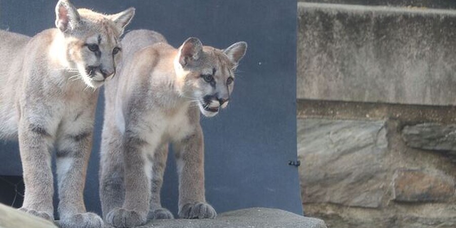 Philadelphia Zoo Welcomes Two Orphaned Puma Siblings