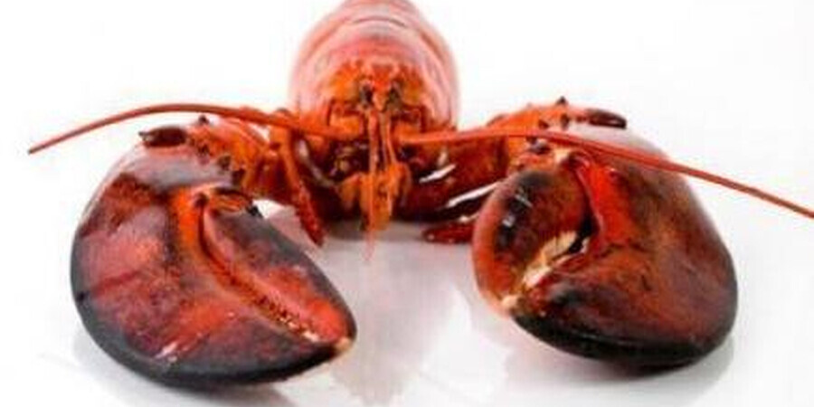 Ocean Prime is Celebrating National Lobster Day