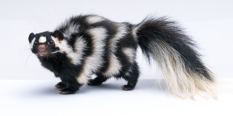 Why It's Illegal to Keep a Skunk as a Pet in Virginia