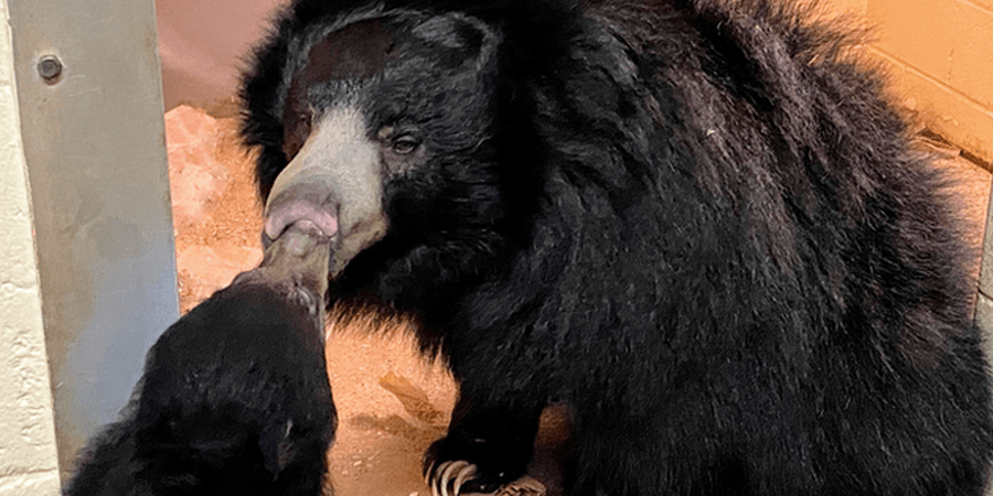 Philadelphia Zoo Needs Help Naming Their New Sloth Bear Cub