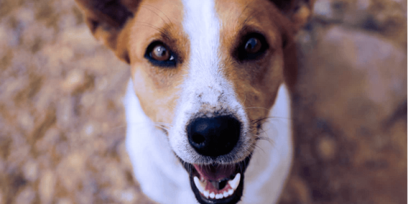 A Guide to Philadelphia's Dog-Friendly Cafes and Taverns
