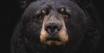 Why Black Bear Encounters are Skyrocketing in North Jersey