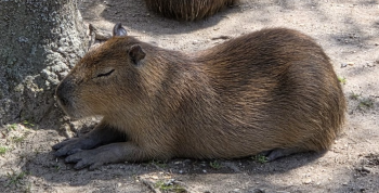 Where to See Capybaras Near Philadelphia