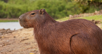 Capybaras are native to South American waterways.. Source: Wikipedia