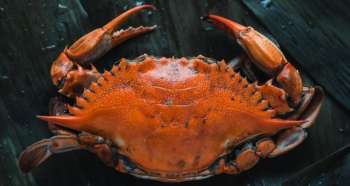 4 Hidden-Gem Delaware Crab Houses Locals Want to Keep Secret