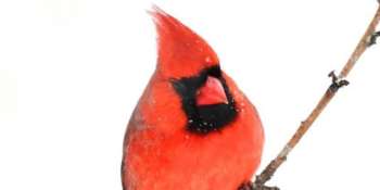 What is The State Bird of Ohio?