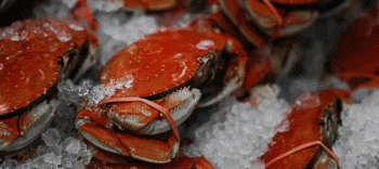 The Best Seafood Restaurants in Maryland