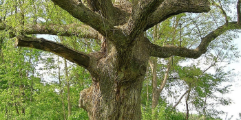 What is Pennsylvania's Oldest Known Living Tree?