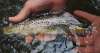 How Many Trout Are Released in Pennsylvania in 2023?