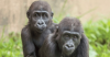 7 Best Zoos in Pennsylvania