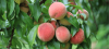 Peach Festival at Linvilla Orchards 
