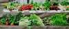  West Chester Growers Market