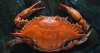 4 Hidden-Gem Delaware Crab Houses Locals Want to Keep Secret