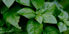 What to Do With All My Garden Basil