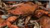 8 Must-Try All-You-Can-Eat Crabs in Maryland